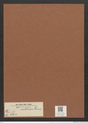 Surirella caldensis Grun. (de-Toni-Nr.: Genus 53, Species 2303) Zeichnungen Sammlung Grunow Mappe 02506 (Herbarium_W_Grunow_drawings_Folder_02506)